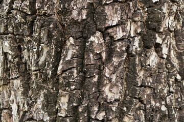 bark background There are cracks in the bark.