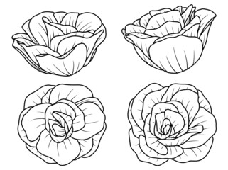 Hand drawn flower sketch line art illustration