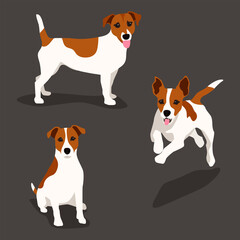 Jack russell terrier picture set. Funny pet dog flat vector illustration. Fox hunter small terrier, in full growth view - obrazy, fototapety, plakaty