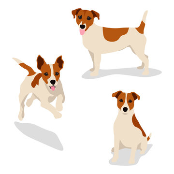 Jack russell terrier picture set. Funny pet dog flat vector illustration. Fox hunter small terrier, in full growth view
