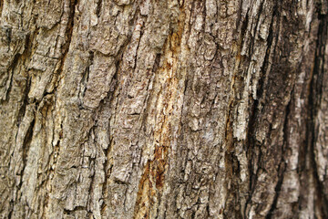 bark background There are cracks in the bark.