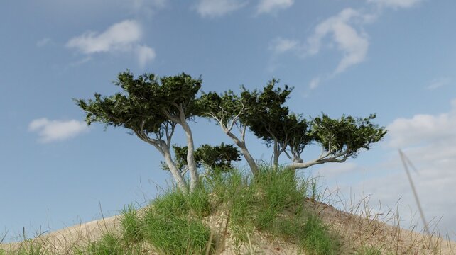 3d render trees on white sand dunes against blue sky nature seascape wallpaper backgrounds