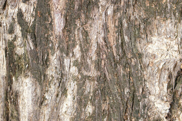 bark background There are cracks in the bark.