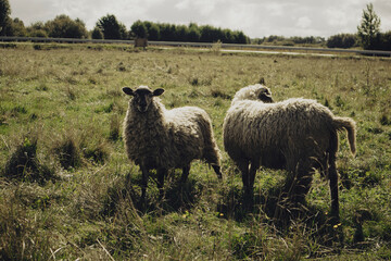 Cute sheep grazing in the field