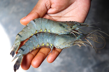 raw shrimp stock on market for sell