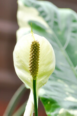 Spathiphyllum, monocotyledonous or Araceae or Spath or Lily Peace with white flower or dot Spathiphyllum.