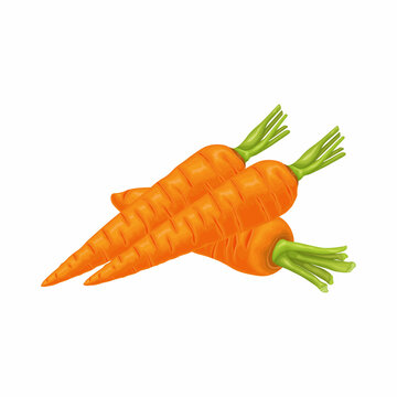 Carrot. Image of a ripe carrot. Vitamin vegetable. Organic food. Orange carrots. Vector illustration isolated on a white background