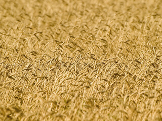 Wheat field.
