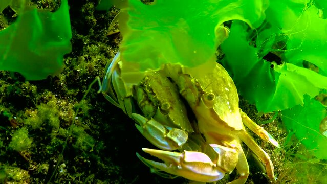 Male and female Swimming crab (Macropipus holsatus) hiding among algae in the Black Sea