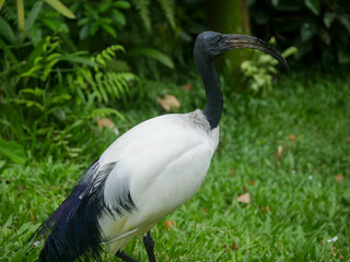 Naklejka premium African sacred ibis (Threskiornis aethiopicus) roaming in Park