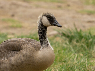youngh goose on the grass