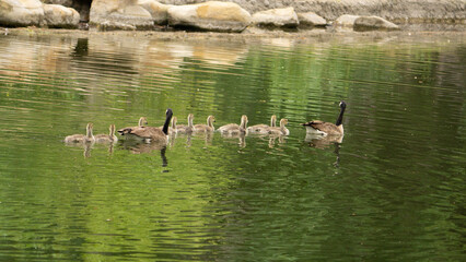 canadian goose family  on the lake