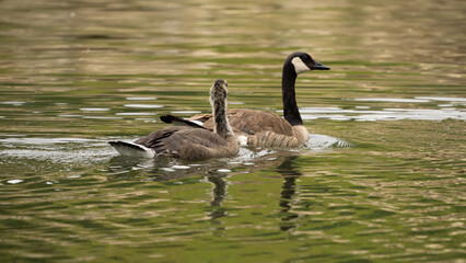 Fototapeta premium country goose branta canadensis