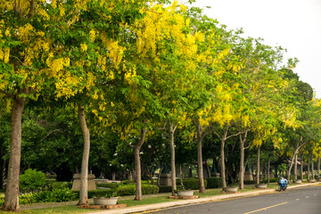 Fototapeta na wymiar Ratchaphruek Tree (Golden Shower Tree, Cassia fistula) The National Flower of Thailand
