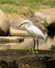 snowy egret
