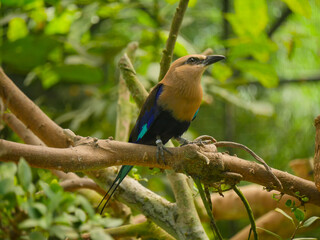 blue-bellied roller bird (Coracias cyanogaster) seated on branch of tree
