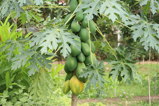 Cambodia. Papaya, or melon tree – woody plant; species of the genus Carica, family Caricaceae. Pailin province.