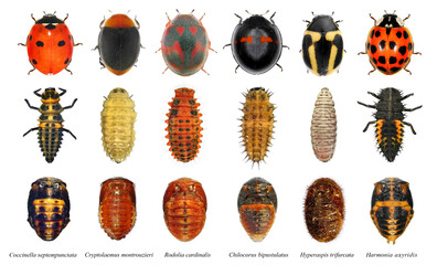 Ladybugs: Harmonia axyridis, Hyperaspis trifurcata, Chilocorus bipustulatus, Rodolia cardinalis, Cryptolaemus montrouzieri, Coccinella septempunctata. Development stages. Isolated on a white