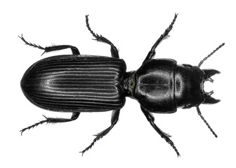 Ground beetle (Scarites saxicola) isolated on a white background