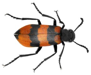Blister beetle (Hycleus ornatus) isolated on a white background