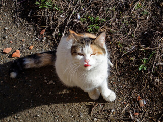 Homeless cat on the lawn. Homeless street tricolor cat. Cat portrait. Cute cat