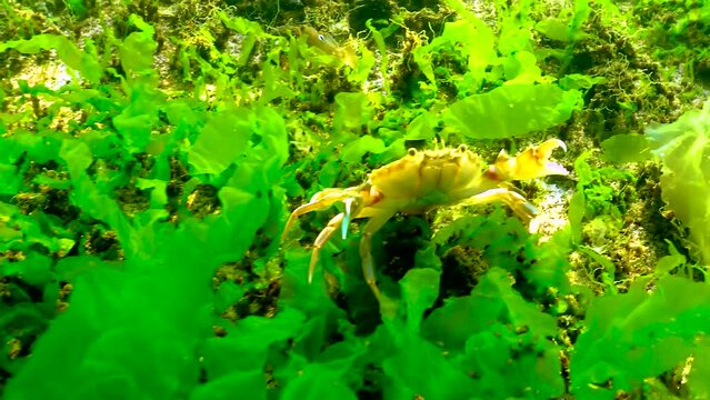 Swimming crab (Macropipus holsatus) hides among green algae on stones in the Black Sea