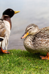 Gray-brown duck resting on a green meadow by the lake against the backdrop of a beautiful landscape