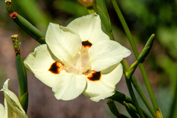 Fototapeta na wymiar Sydney Australia, close-up of a pale creamy yellow of a dietes plant