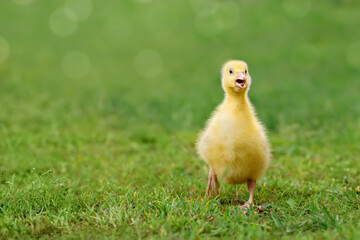 one fluffy gosling walks on green grass