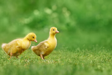 two fluffy goslings walks on green grass