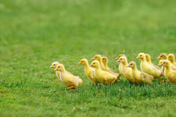 little fluffy goslings walks on green grass