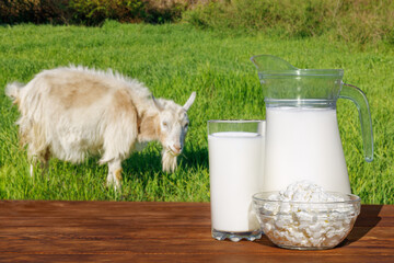milk and cottage cheese on table with grazing goat