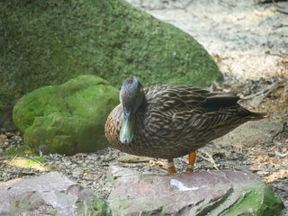 Cute Duck roaming near pond