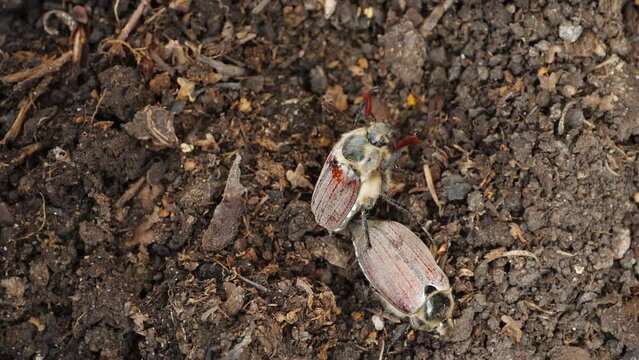 Maybugs on the soil