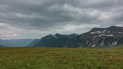 Fototapeta premium Pink Kamchatka rhododendrons are blooming in an alpine meadow, among green grass. A picturesque mountain range against a cloudy sky.