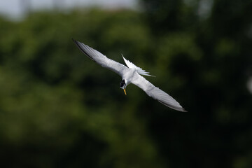 水中に飛び込む前のコアジサシ