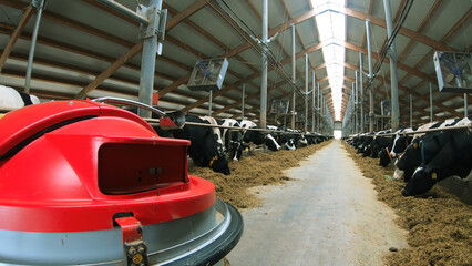 A cow farm with a robotic robot helping to move hay.