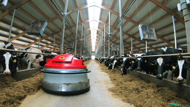 A cow farm with a robotic robot helping to move hay.