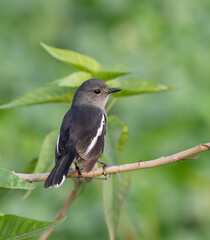 Oriental magpie robin female.The Oriental magpie-robin is a small passerine bird.