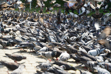 pigeons in the park. Many pigeons on summer day in the square.