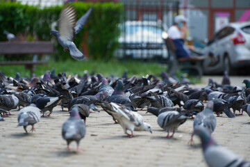 pigeons in the park. Many pigeons on summer day in the square.