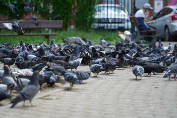 Fototapeta premium pigeons in the park. Many pigeons on summer day in the square.