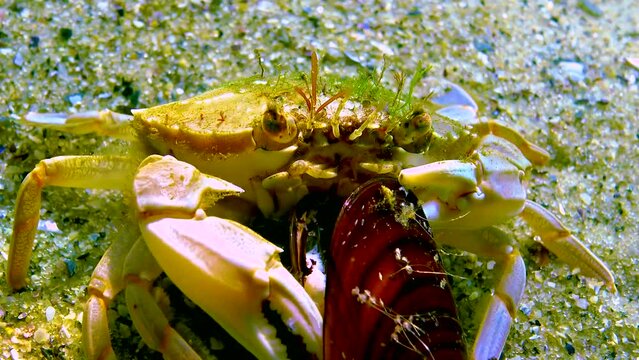Swimming crab (Macropipus holsatus) breaks and eats a clam mussel in the Black Sea