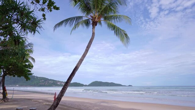 Beautiful coconut palm trees on the beach Phuket Thailand, Patong beach Islands Palms on the summer beach with white sandy blue sky Summer landscape background