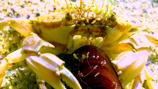 Swimming crab (Macropipus holsatus) breaks and eats a clam mussel in the Black Sea