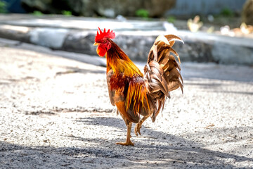 Colorful of the bantam chicken in thailand
