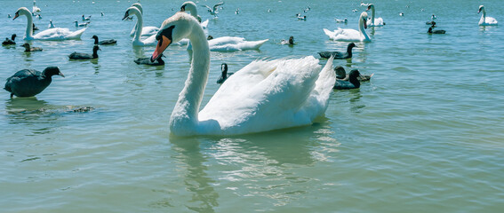 White swan on the background of a flock of birds in the warm water of the pond in summer © Sergey + Marina