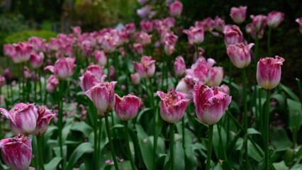 Garden with green and flowers