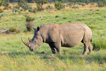 Fototapeta premium Endangered white rhinoceros (Ceratotherium simum) in natural habitat, South Africa.
