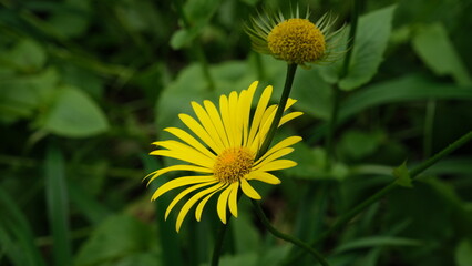 Garden with green and flowers